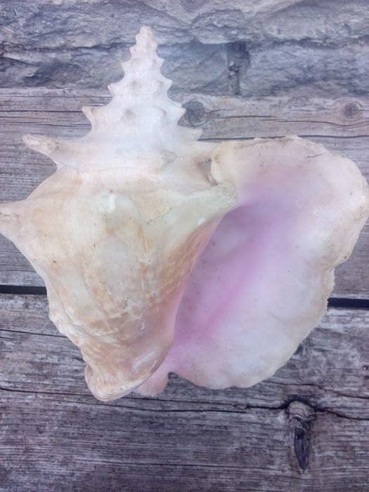 Рапан за декорация.