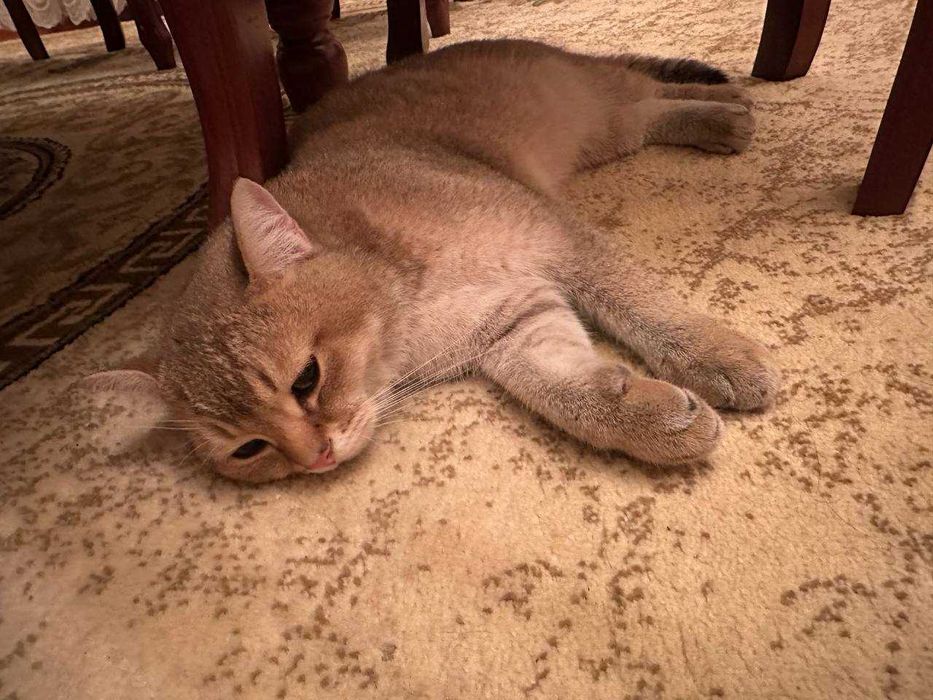 Продается Кошка Порода Скотиш Страйт