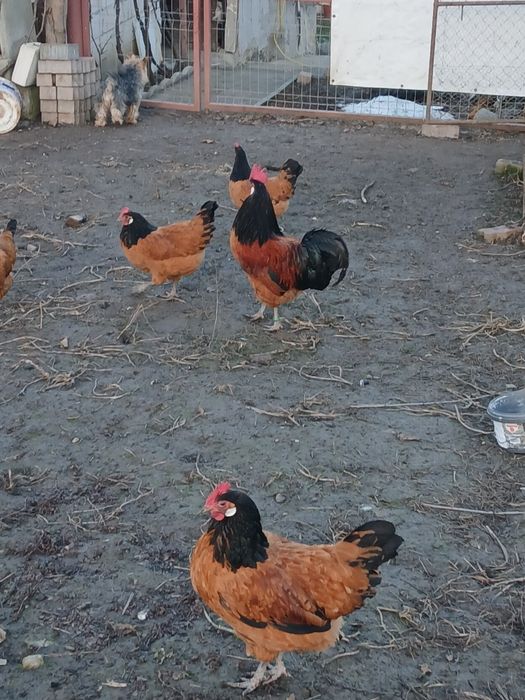 Familie de găini vorverk