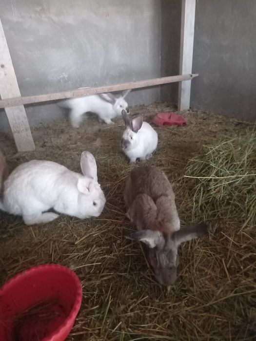 Кролики годовалые