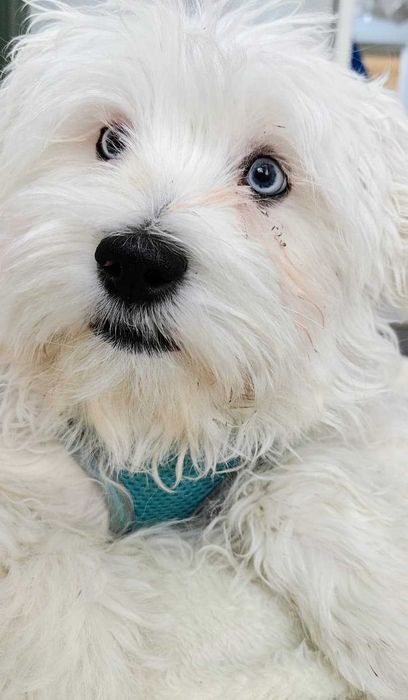 Pui Bichon Maltez 7 luni  - Blue Merle ochi albastri cu Carnet Sanatate, Vaccinuri, Microcip