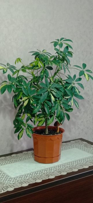 Продам комнатный цветок Шефлера