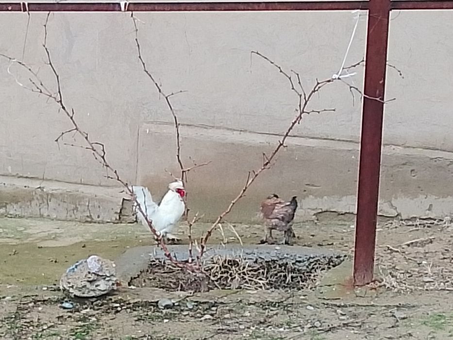 Сатылады парасымен