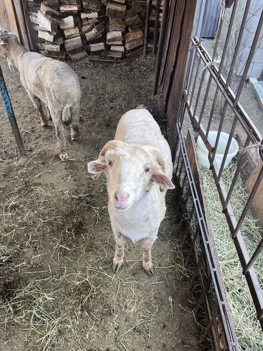 Продам баранов