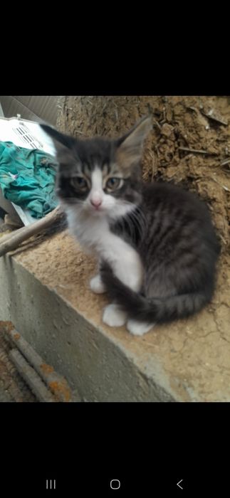 Отдам котята в хорошие руки