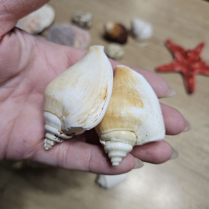 Ракушки морские набор