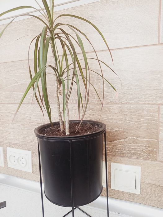 Цветы комнатные  продам