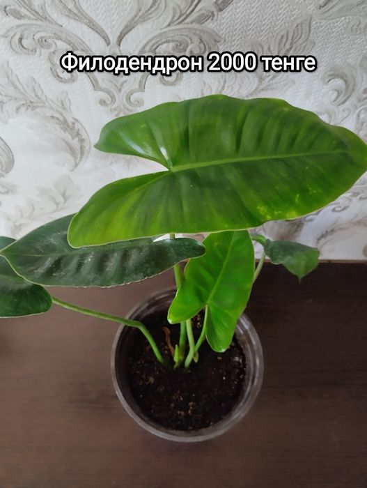 Продам комнатные цветы