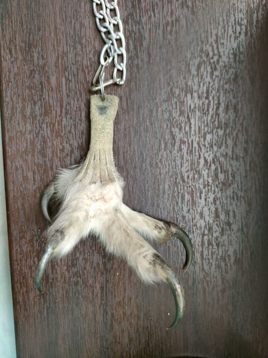 Продам лапу Совы