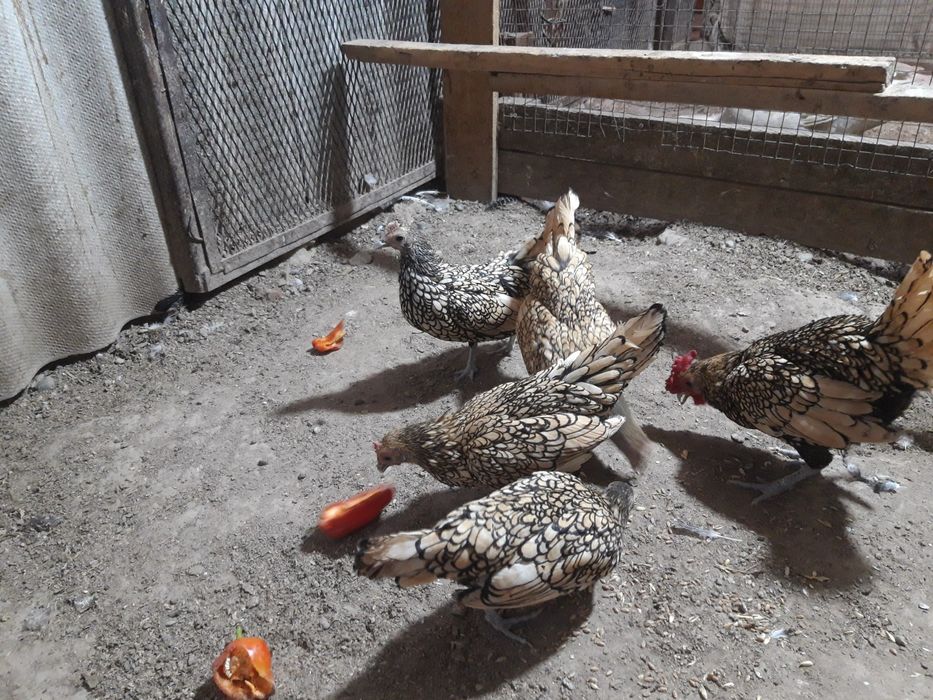 Продается лимонный сибрайт