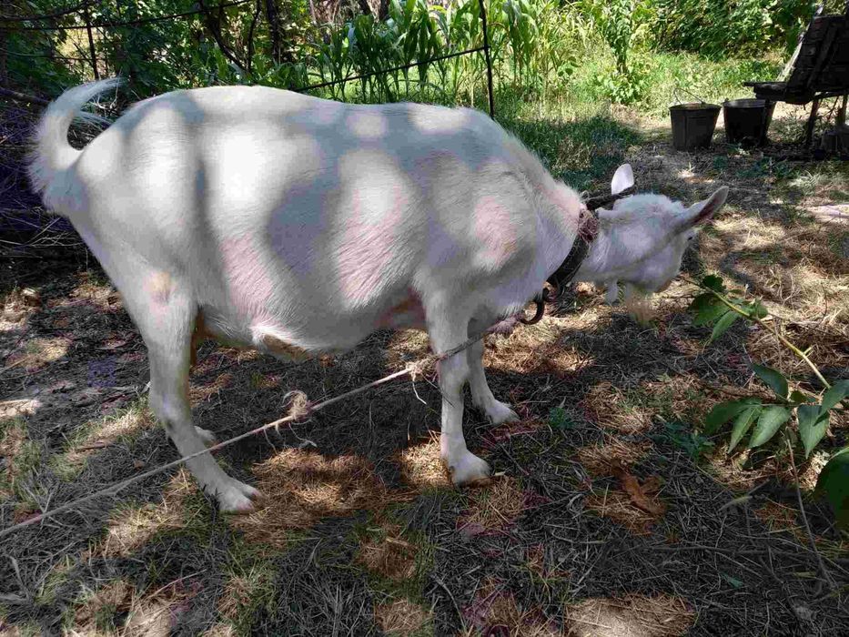 Коза молочной породы