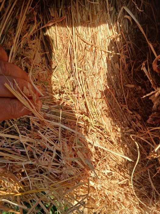 Baloti lucerna coasa 2 si 3