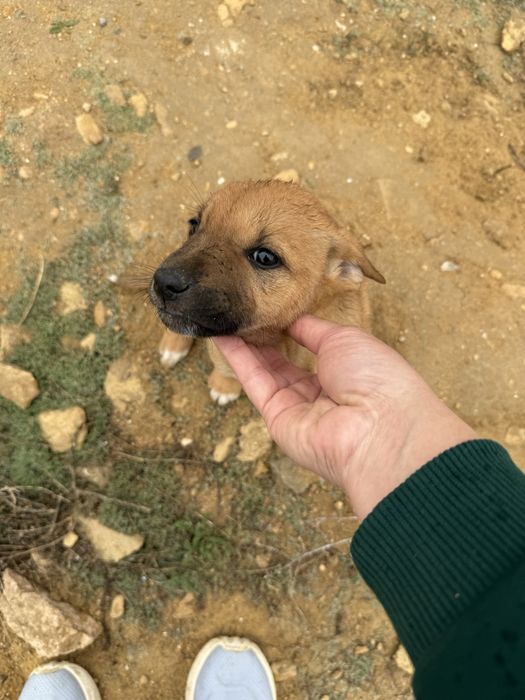 Щенята в Актау добрые руки