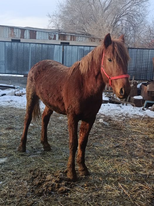 *ПРОДАЕТСЯ ЖЕРЕБЕЦ, 3 ГОДА рослый мощный