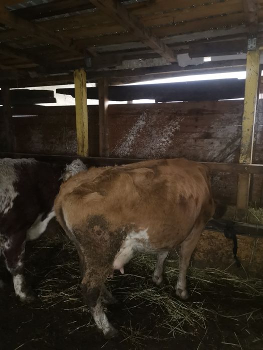 Vand vaca baltata romaneasca montata