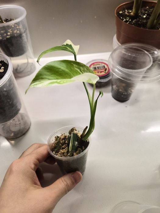 Монстера альба детка