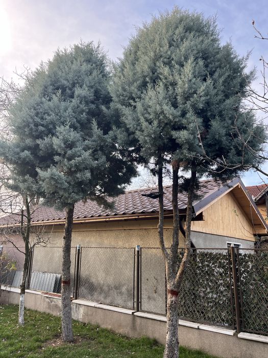 Brad argintiu de Craciun brazi vii