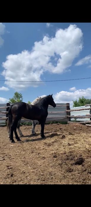 Продам жыребушка