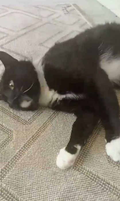 Умный котик ищет дом
