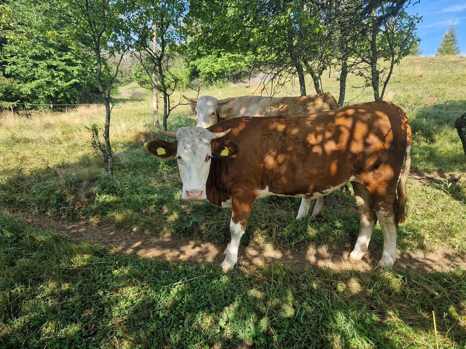 Juninci de vanzare
