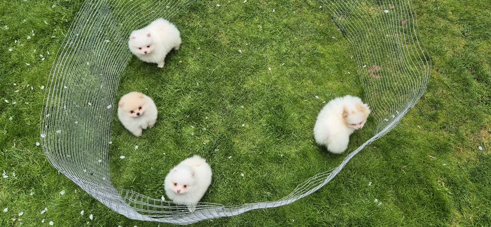 мъжки и женски  померанчета,померан