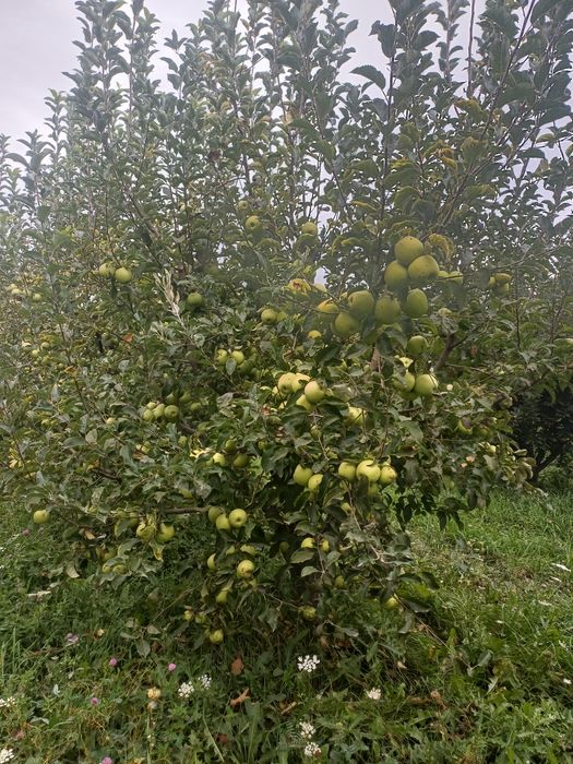 Яблоки продам золотой и американка