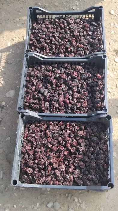 Vând prune uscare agen