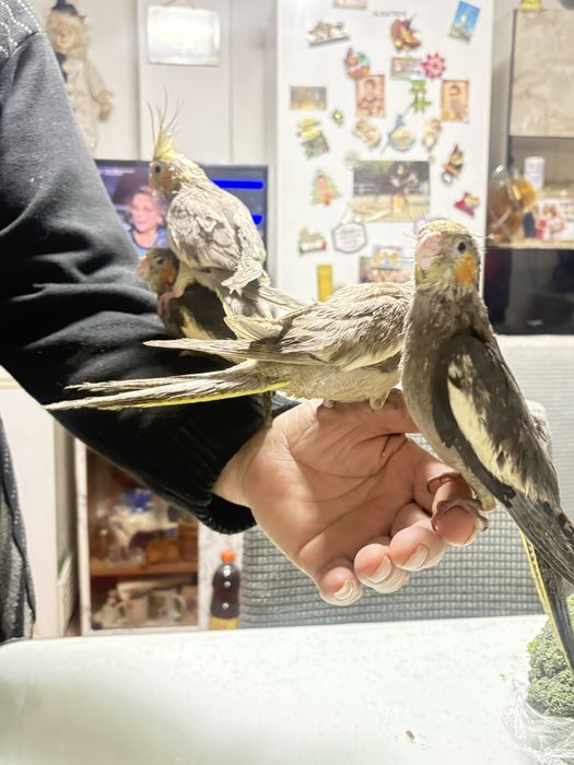 Pui nimfa crescuti la mana