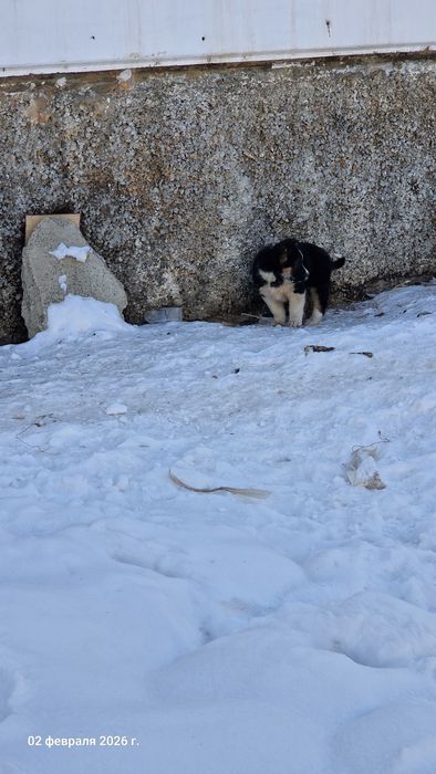 Отдам щенков не породистые