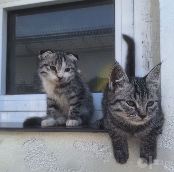 Scottish fold & scottish straight
