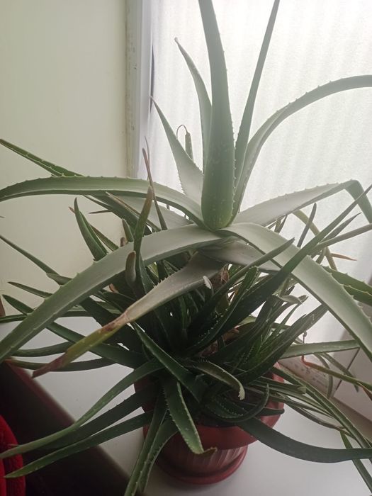 Алоэ Вера продается