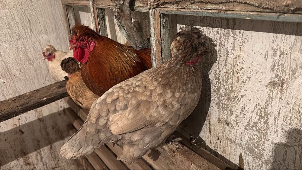 Карликовые куры.