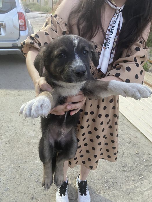 Щенята в добрые руки