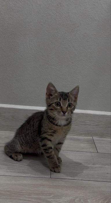 Мышелов котенок отдаем в добрые руки