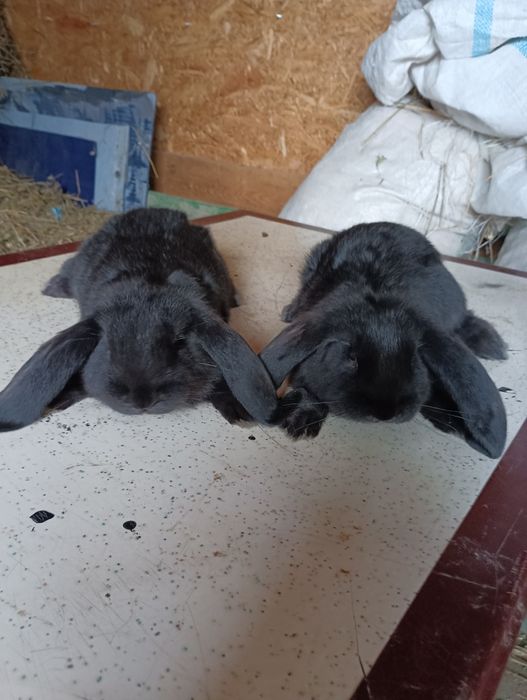 Disponibili Iepurași berbec german