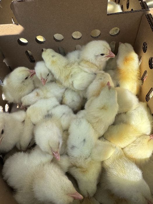 Продам цыплят петушки