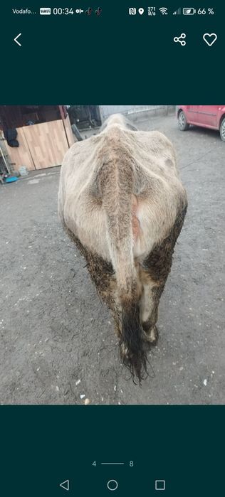 Vacă de vânzare frumoasă