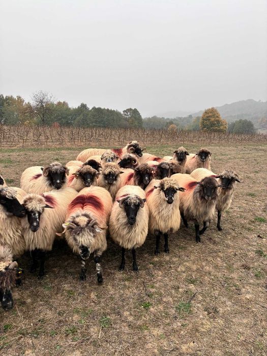 Disponibile 25 de bucăți