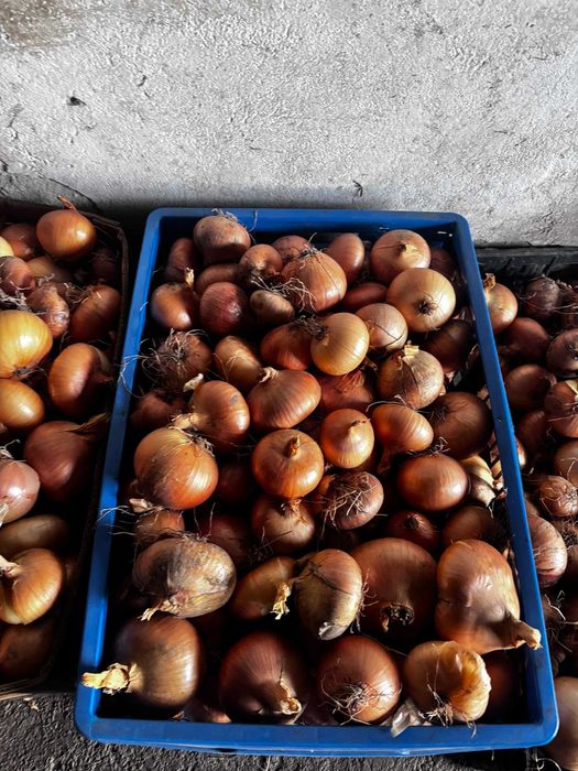 Ceapă albă BIO , de vânzare!
