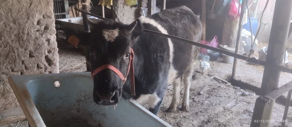 Gʻoʻnajin sotiladi