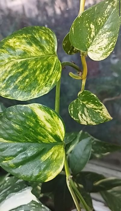 Сциндапсус золотистый