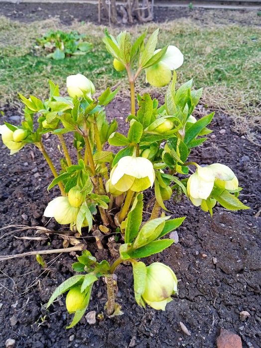 Комнатные и садовые цветы