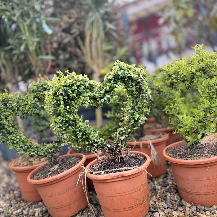 Leyland pentru gard viu si forme