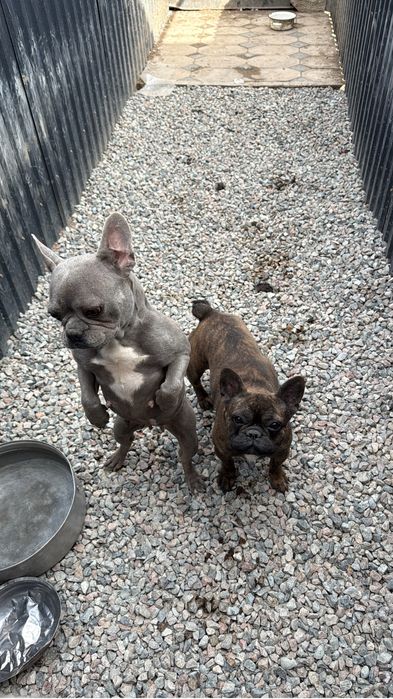 Семья французских бульдогов