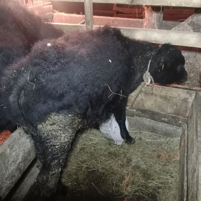 Тайынша сатылады