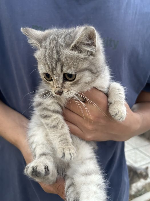 Отдам котят в добрые руки