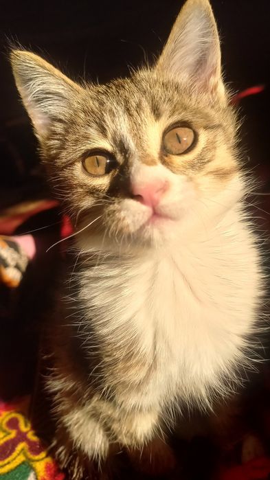 Yaxshi qizbola mushuk