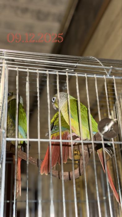 Бебета папагал ПИРУРА Cinnamon Yellow-sided