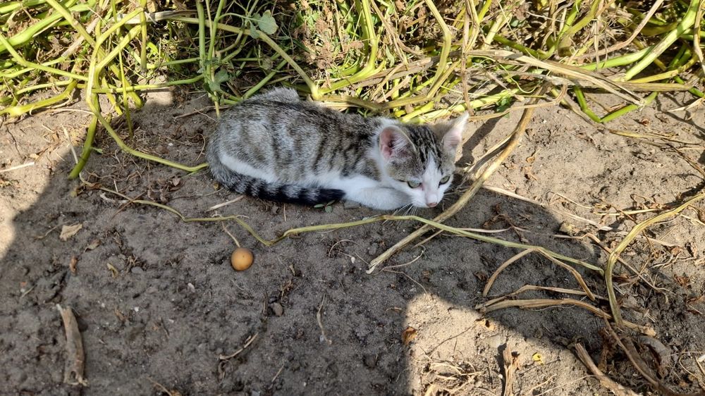Отдам котят город Семей