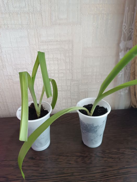 Индийский лук продам